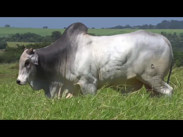 LOTE 25   BOA 1956 mp4