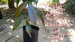 رعاية شجرة المانجو  في البيت|| الري والتسميد