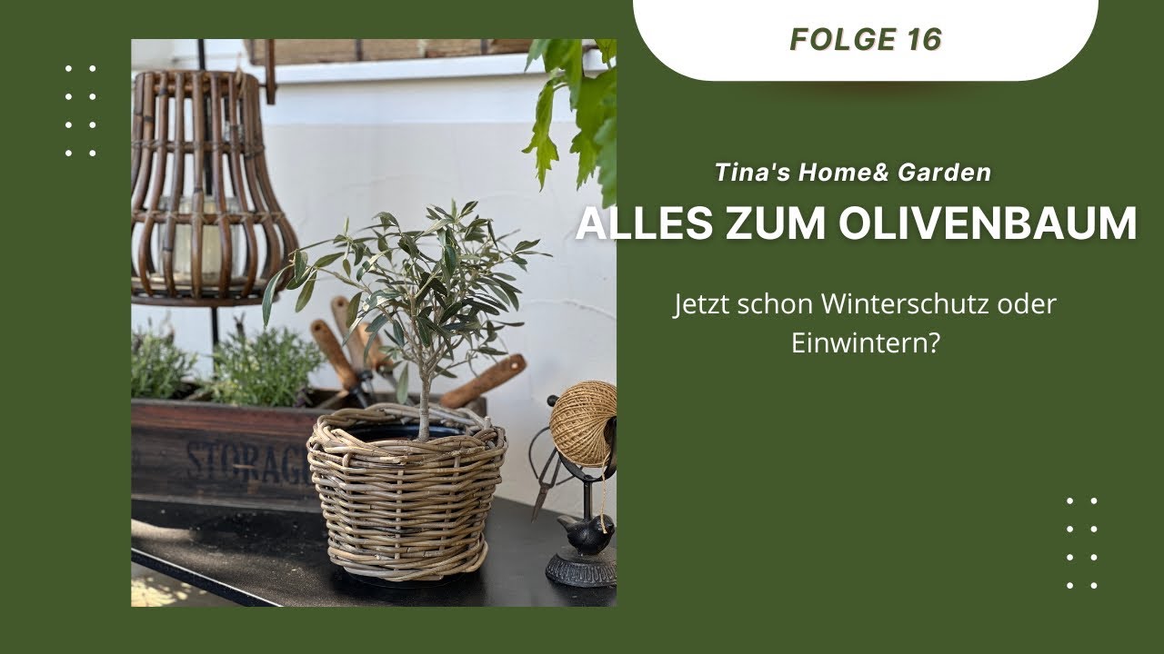 Olivenbaum - jetzt schon schtzen vor Klte?