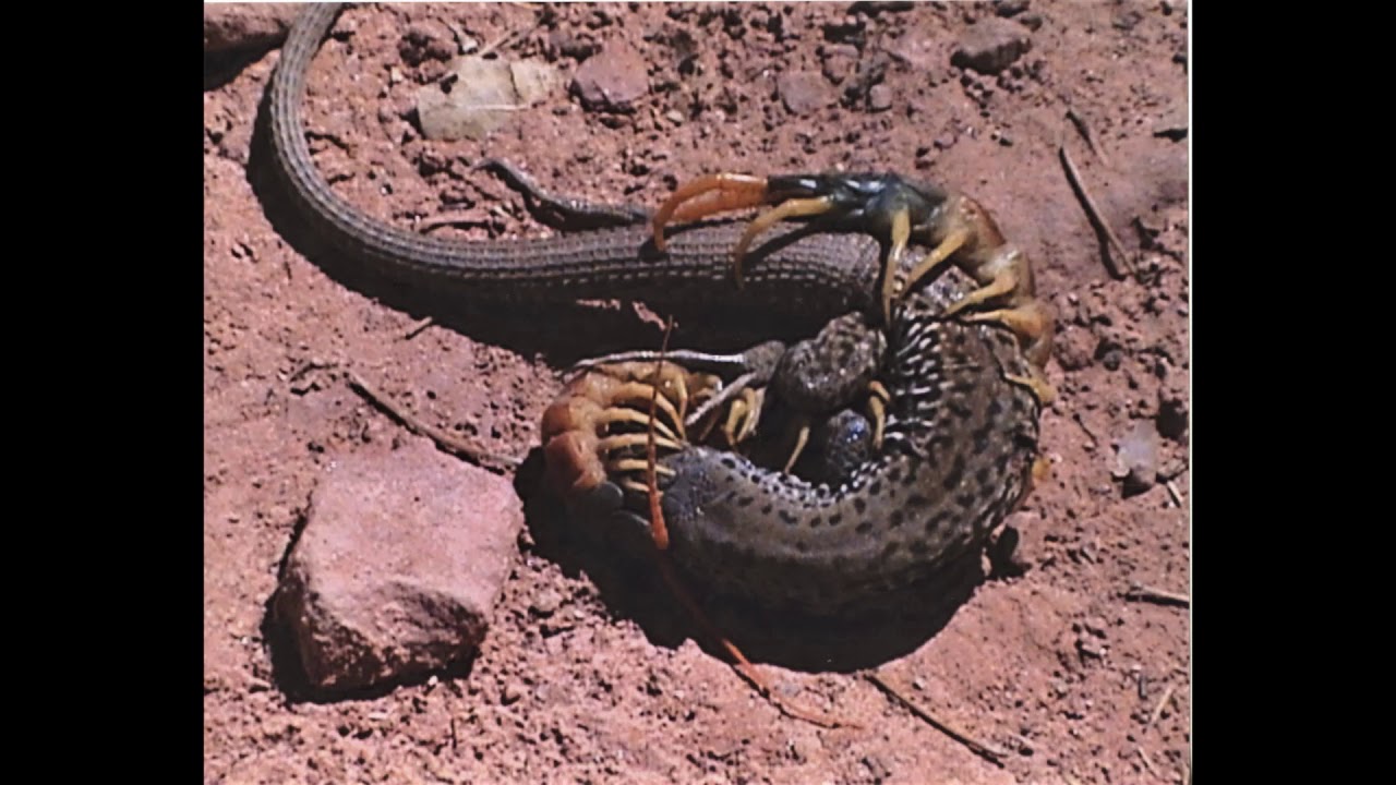 Giant Desert Centipede vs Lizard YouTube