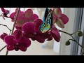 Спящая красавица-орхидея 2