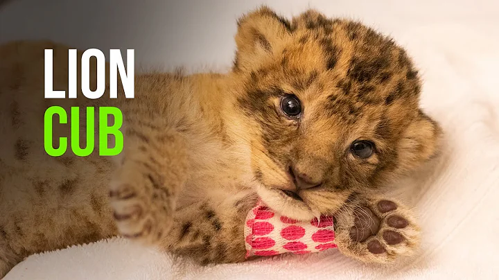 It's a Girl! Santa Barbara Zoo Announces Lion Cub ...