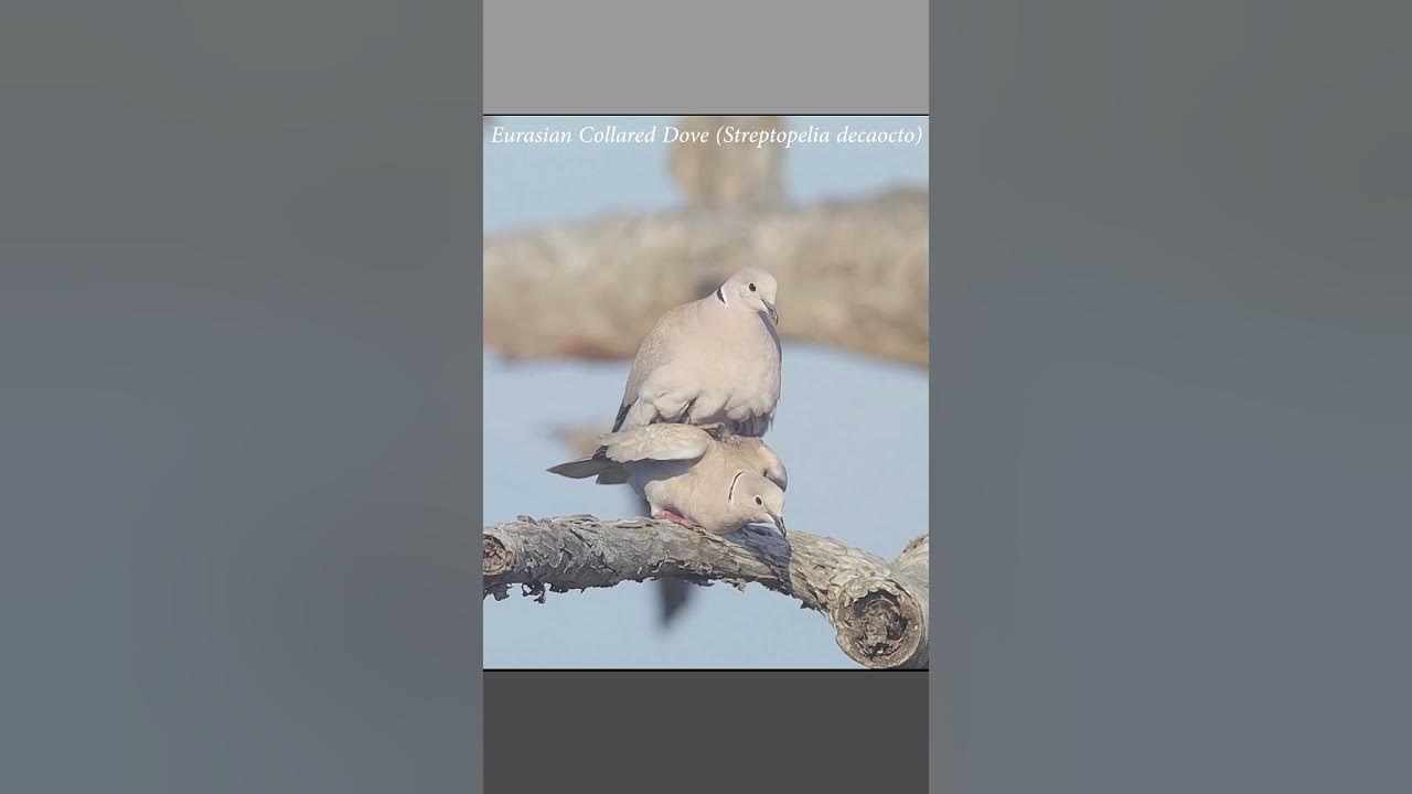 Eurasian collared doves, mating sequence wildlife dove matingseason