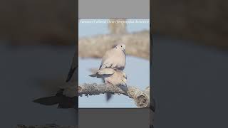 Eurasian collared doves, mating sequence #wildlife #dove #matingseason