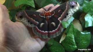 Hyalophora cecropia moth (male)