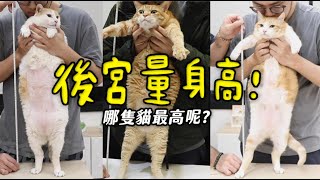 【黃阿瑪的後宮生活】後宮量身高！哪隻貓最高呢？