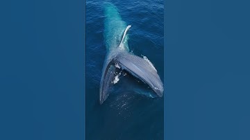 Giant Blue Whale swallows millions of krill! #whale #ocean #nature