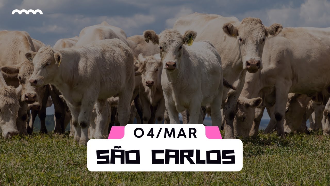 Leilão em São Carlos - 04/03/2023 | Evoluê AG