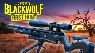Daystate Black Wolf .30 Unleashed Fox Hunting With Serious Pcp Power