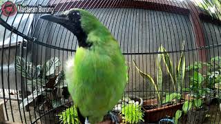 Chirping of the Natural Gacor Cucak Ijo Very Melodious