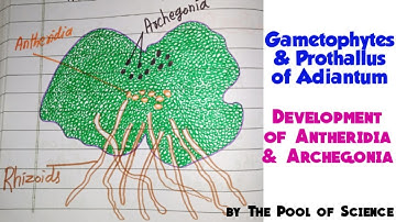 B.Sc,ADP,B.S BotanyA|Gametophytes & Prothallus of Adiantum | also Development by The Pool of Science