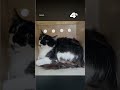Washoe County animal shelter takes in 80 cats from hoarding case
