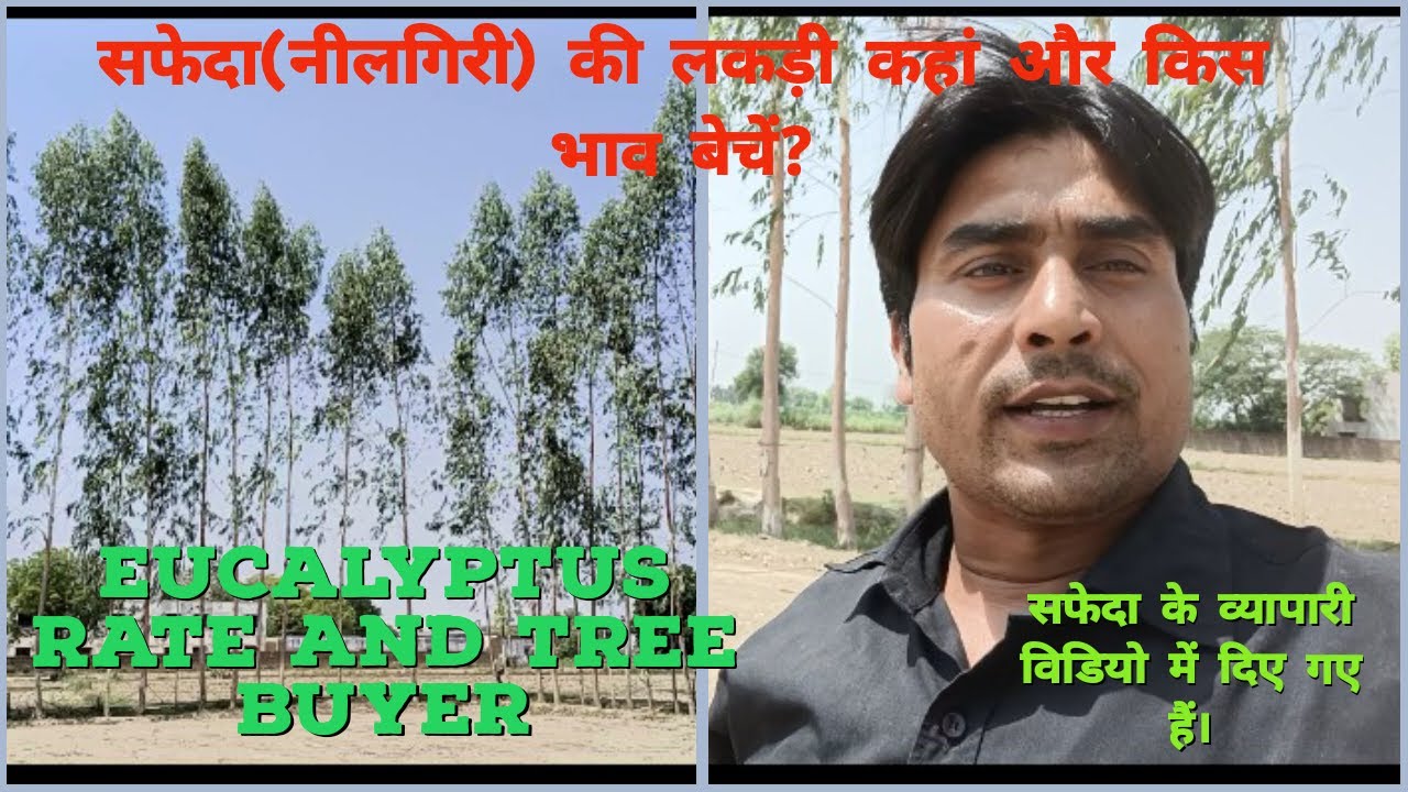 सफेदा (नीलगिरी) की लकड़ी कहां और किस भाव बेचें।। Eucalyptus Tree rate