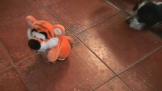 Тигр щенок и равнодушный кот. Tiger puppy and indifferent cat. Тигр щенок и равнодушный кот. Tiger puppy and indifferent cat.