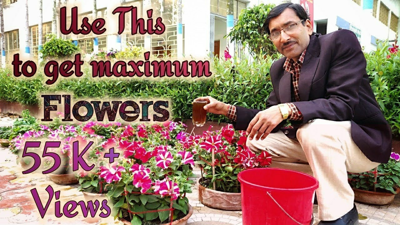 indoor plants online Use this Homemade Solution to Get Maximum Flowering in your Plants