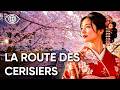 La Route des Cerisiers en Fleurs : Le Japon de Kyushu à Hokkaido | Documentaire Voyage - BT
