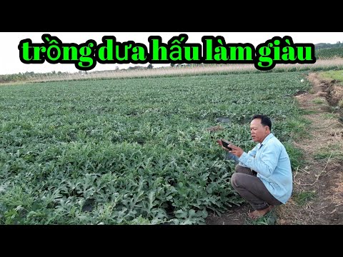 Video: Những loại thế chấp nào tồn tại và loại thế chấp nào tốt hơn