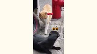 Funniest Animals 2023  Funniest Cats । মজার ভিডিও । Shopnil Akash