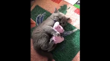 Looks like someone had a little too much catnip 😂😂