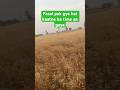 Fasal Kaatne ka time aa gaya #fasal #minivlog