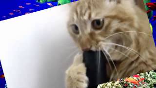 Кот и пылесос Кот и пылесос