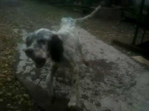 ინგლისური სეტერი 7 თვის ლედი. inglisuri seteri 7 tvis ledi.