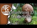 Bushcraft Fungi ID - Foraging Dryads Saddle Mushroom