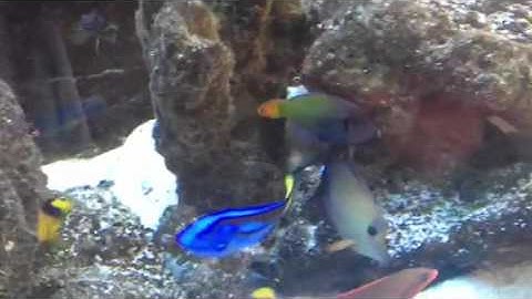 Paul talbot talking about the aquarium at Isabella smash re