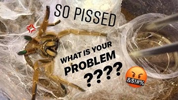 WATERING my TARANTULAS "(Part 6)" !!!