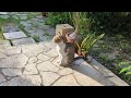 おたまこ40319😘小玉💞😺チャコ💞お出迎え💖