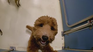 Boarding for the holidays What to know about the mystery respiratory illness in dogs: Ready Pet GO!