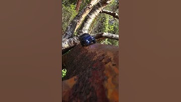 What’s Your Favorite Mini Rc Crawler? #rc #trx4 #traxxas #rccrawler #axial #scx24 #shortsfeed