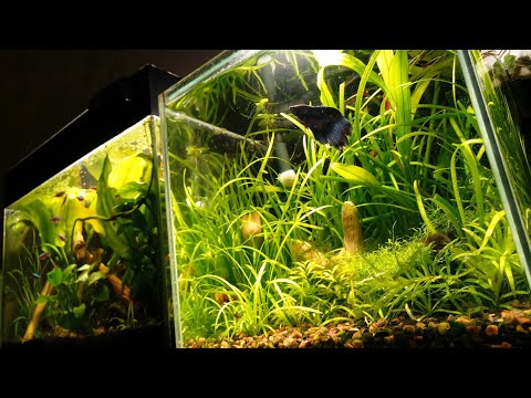 Betta splendens. Петушок бойцовский.