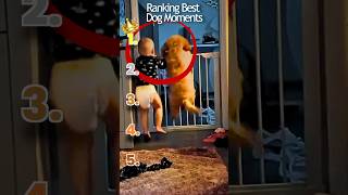 Ranking Top 5 Funny Dog Moments Try Not To Laugh