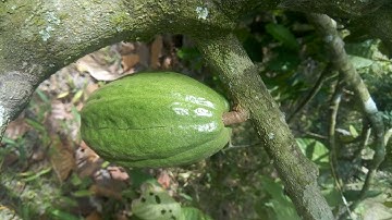 Cocoa in Ghana, Episode 1