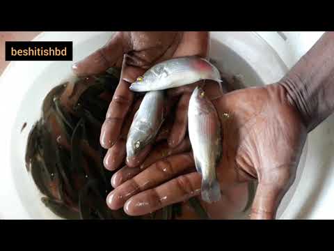 ভিডিও: কিভাবে সামুদ্রিক মাছ লবণ