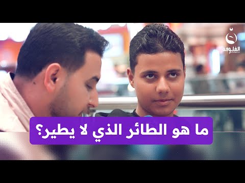 ما هو الطائر الذي لا يطير حلها واربح