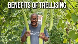 Vertical Gardening Done Right | Cucumbers, Gourds & More