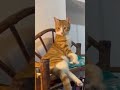 Cats doing funny things | Funny cats, dogs and animals ep25 #shorts #cat #funnycats #catvideos