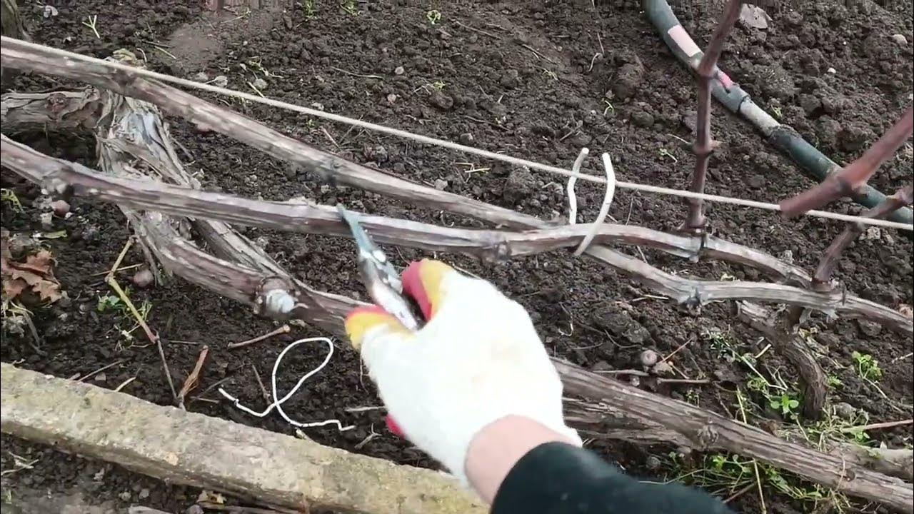 Виноград обрезка осенью видео. Обрезка лозы винограда весной. Обрезать виноград осенью. Обрезка лозы винограда весной. Семилетней виноград осенью.