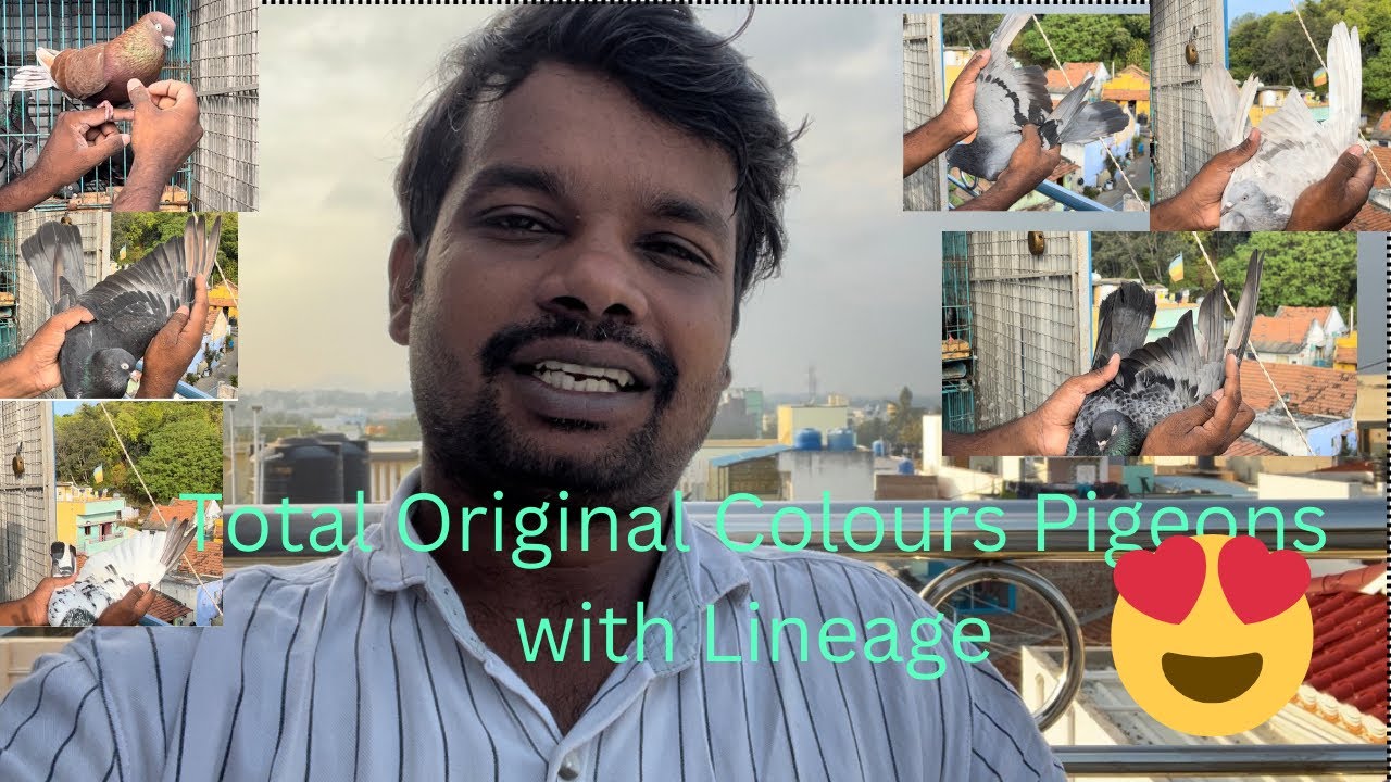 Original colour pigeon’s and linage 