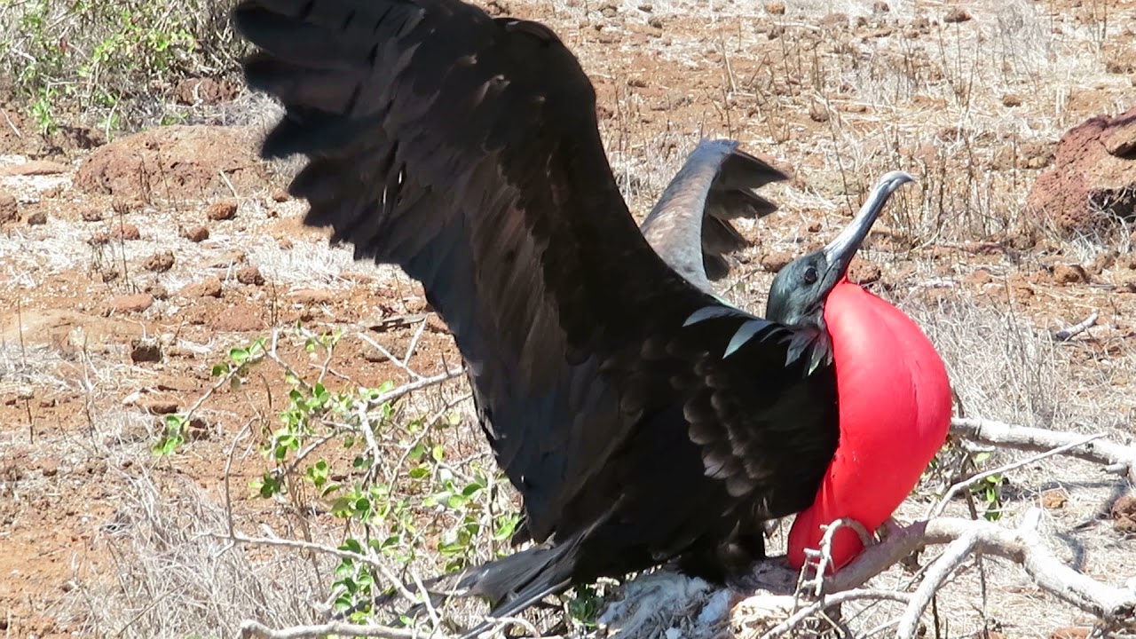 Great Frigatebird オオグンカンドリの求愛 Youtube Great Frigatebird オオグンカンドリの求愛 Youtube