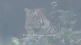 Harimau jarak - 1km