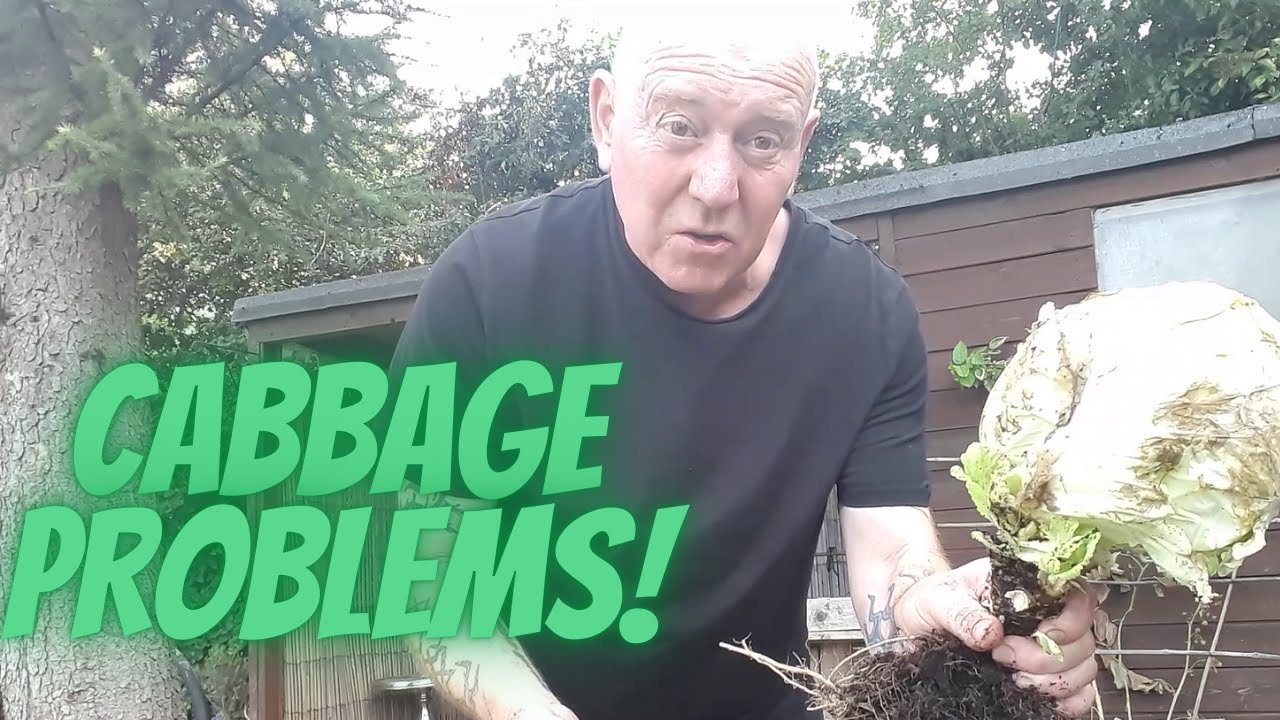 Cabbage Problems [Gardening Allotment UK] [Grow Vegetables At Home ...