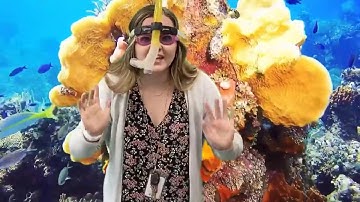 Animal Habitats - Oceans!