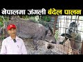 जंगली बँदेल पालनका कुरा  - Wild boar husbandry in Nepal