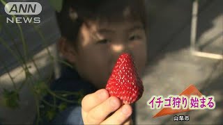 今年のイチゴは美味しいとのこと　山梨・イチゴ狩り(18/01/06)