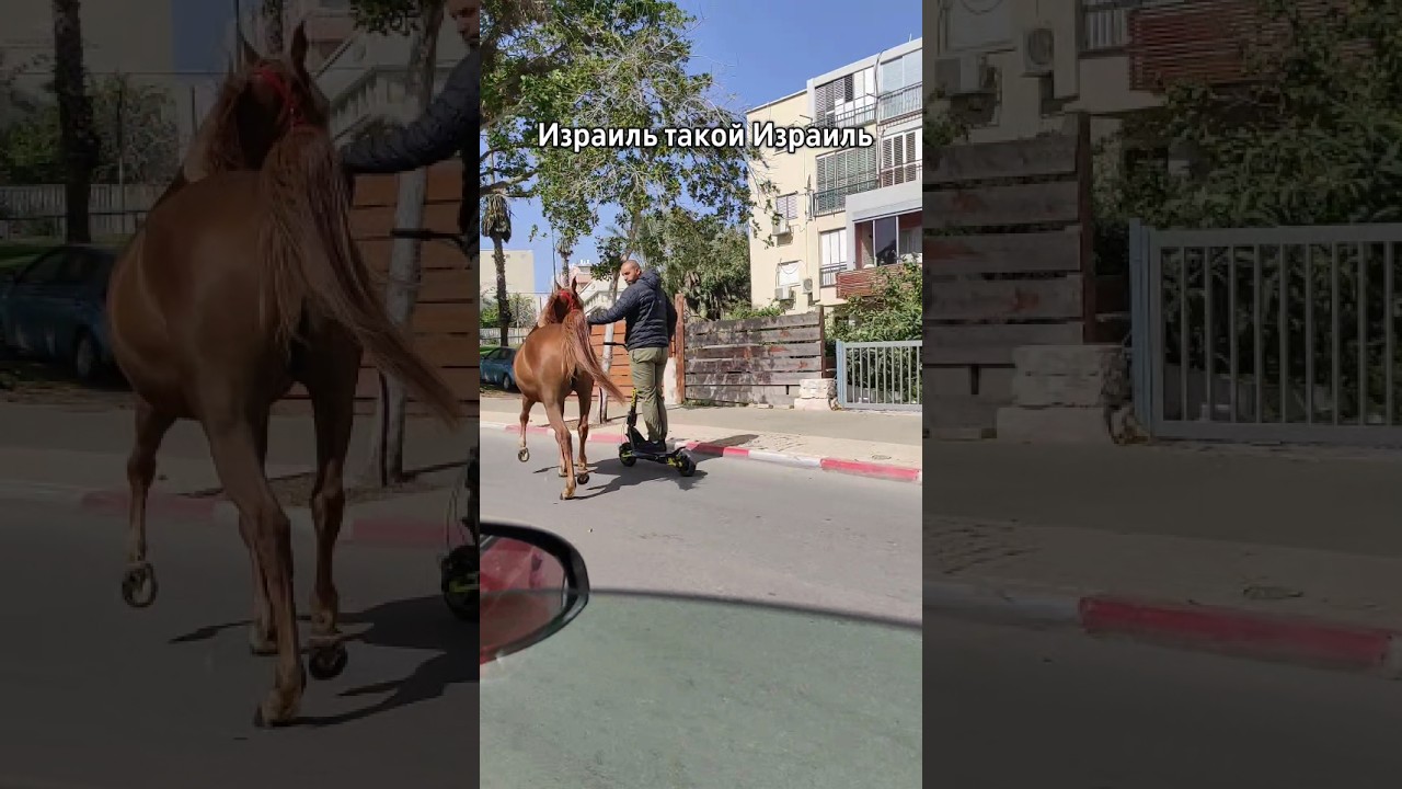 Кого только не встретишь в Израиле! #лошадь #конь #прикол #дорога
