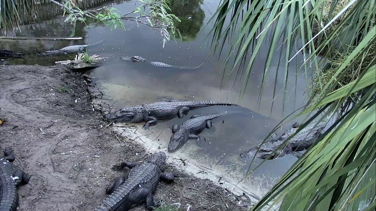 eggs florentine Alligator Swamp and Spoonbills Cam 08-21-2018 13:22:52 - 14:22:53