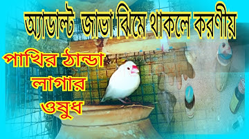 এডাল্ট জাভা পাখি ঝিমিয়ে থাকলে করণীয়,& পাখির ঠান্ডা লাগার ওষুধ। @Njm505
